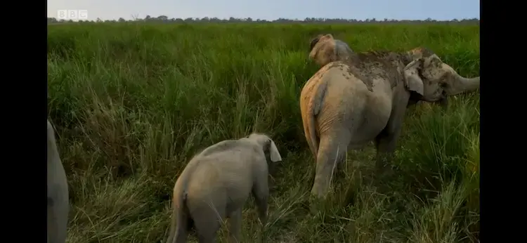 Indian elephant (Elephas maximus indicus) as shown in Planet Earth II - Grasslands
